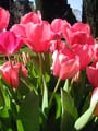free photo - flower tulip
