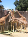 free digital photo animal giraff