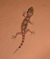free digital photo animal lizard