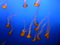 free photo - jellyfish