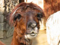 free photo - animal lama