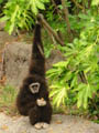 free digital photo animal monkey
