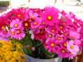 free digital photo pink flower